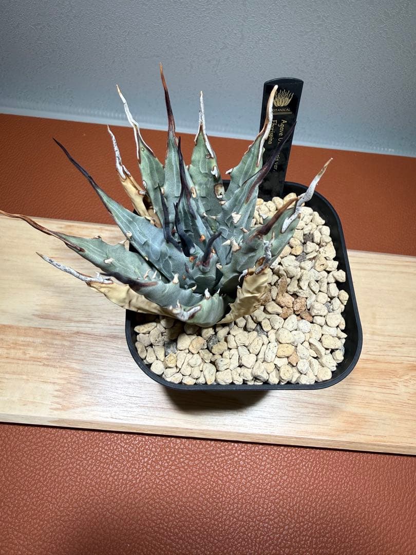 アガベ・ユタエンシス・エボリスピナ