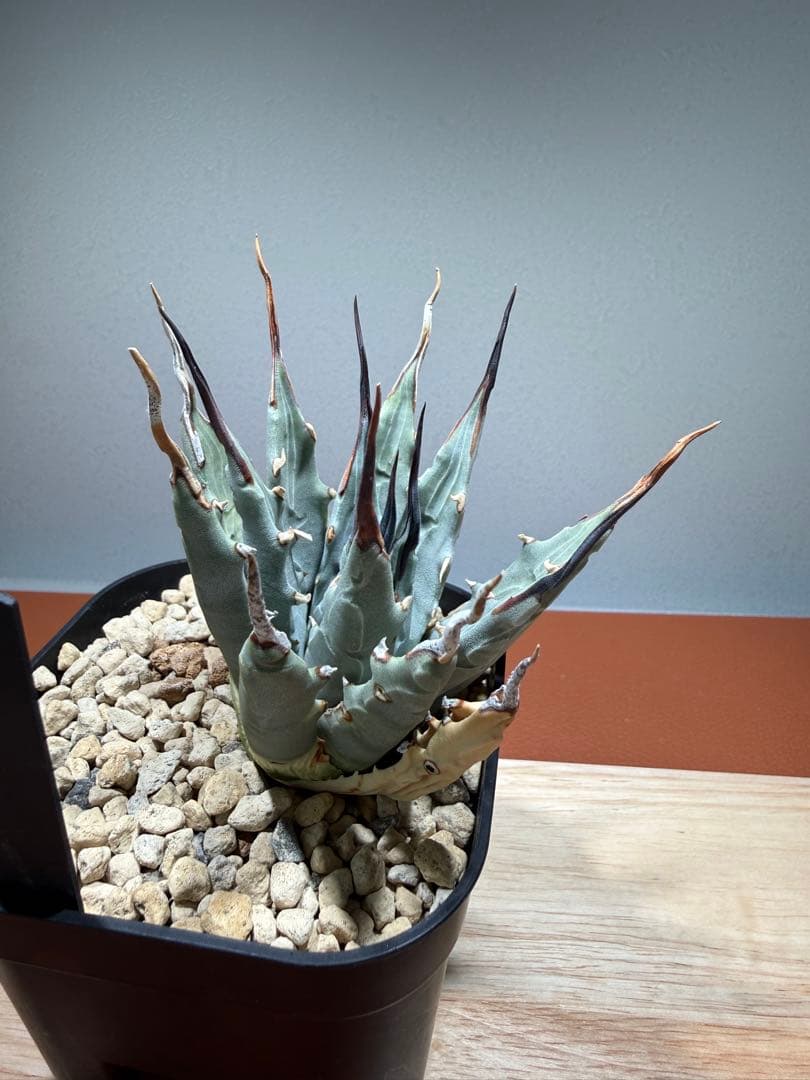 アガベ・ユタエンシス・エボリスピナ