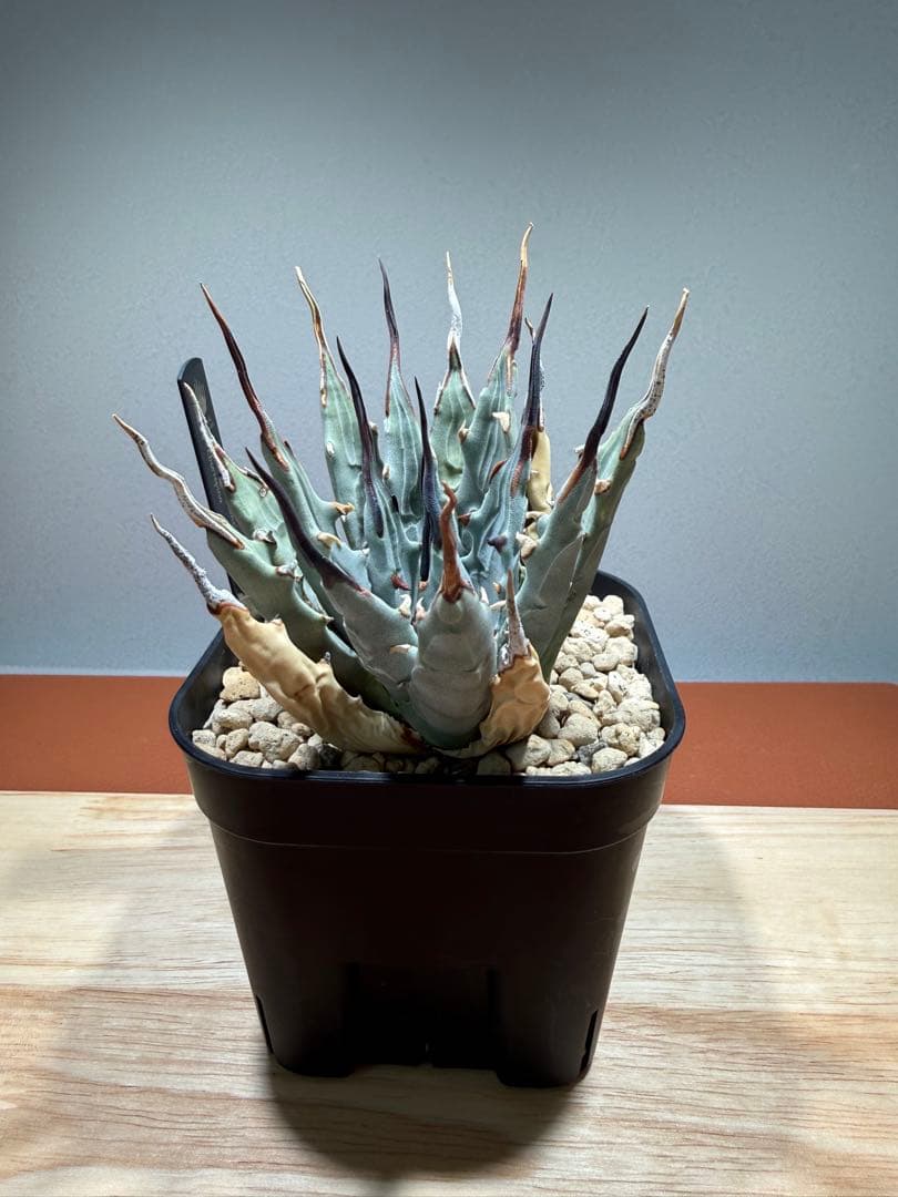 アガベ・ユタエンシス・エボリスピナ