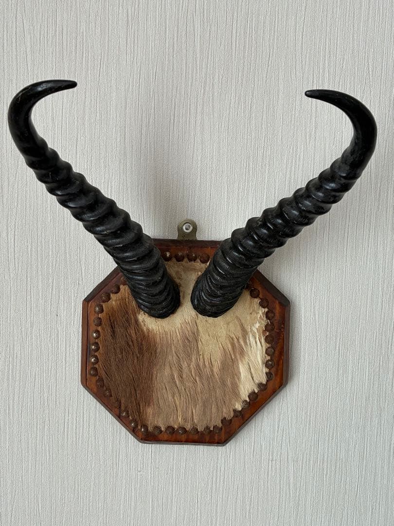 ジ*ん様 インパラの角 ハンティングトロフィー　オブジェ