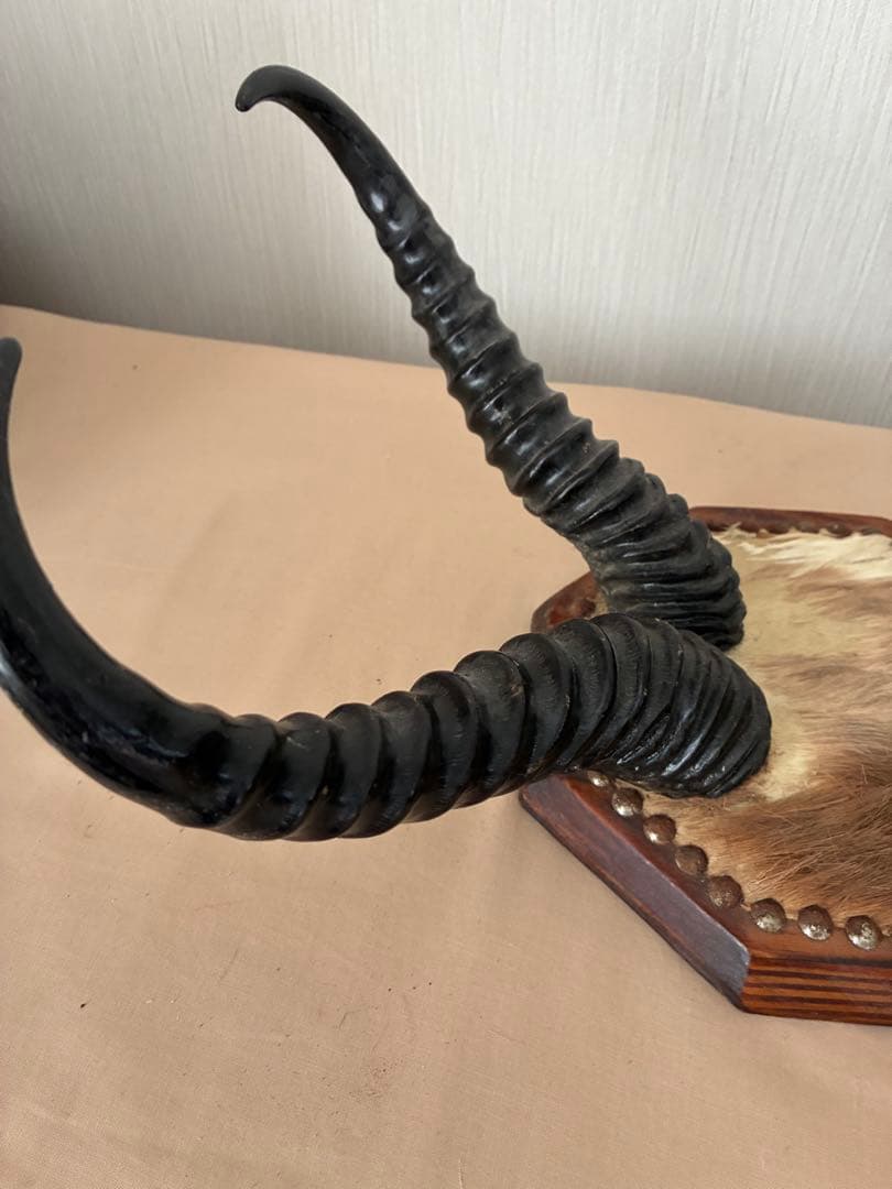 ジ*ん様 インパラの角 ハンティングトロフィー　オブジェ