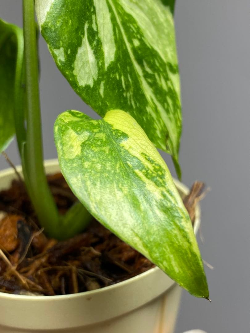 S*L様 ①【超希少‼️】モンステラ　エレクトロライト　斑入り　レア　人気　メル