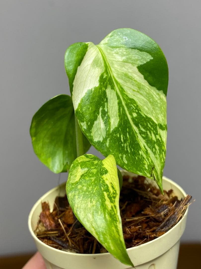 S*L様 ①【超希少‼️】モンステラ　エレクトロライト　斑入り　レア　人気　メル