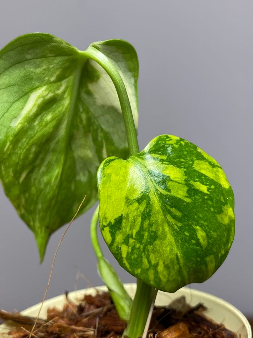 S*L様 ①【超希少‼️】モンステラ　エレクトロライト　斑入り　レア　人気　メル