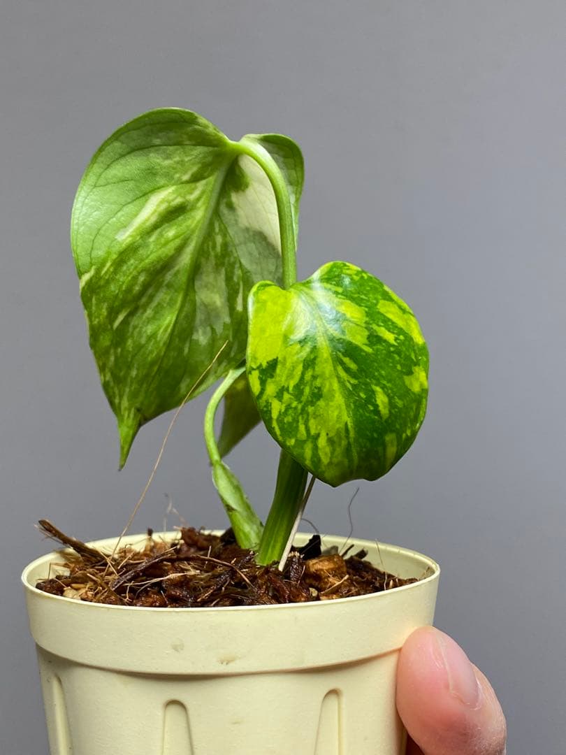 S*L様 ①【超希少‼️】モンステラ　エレクトロライト　斑入り　レア　人気　メル