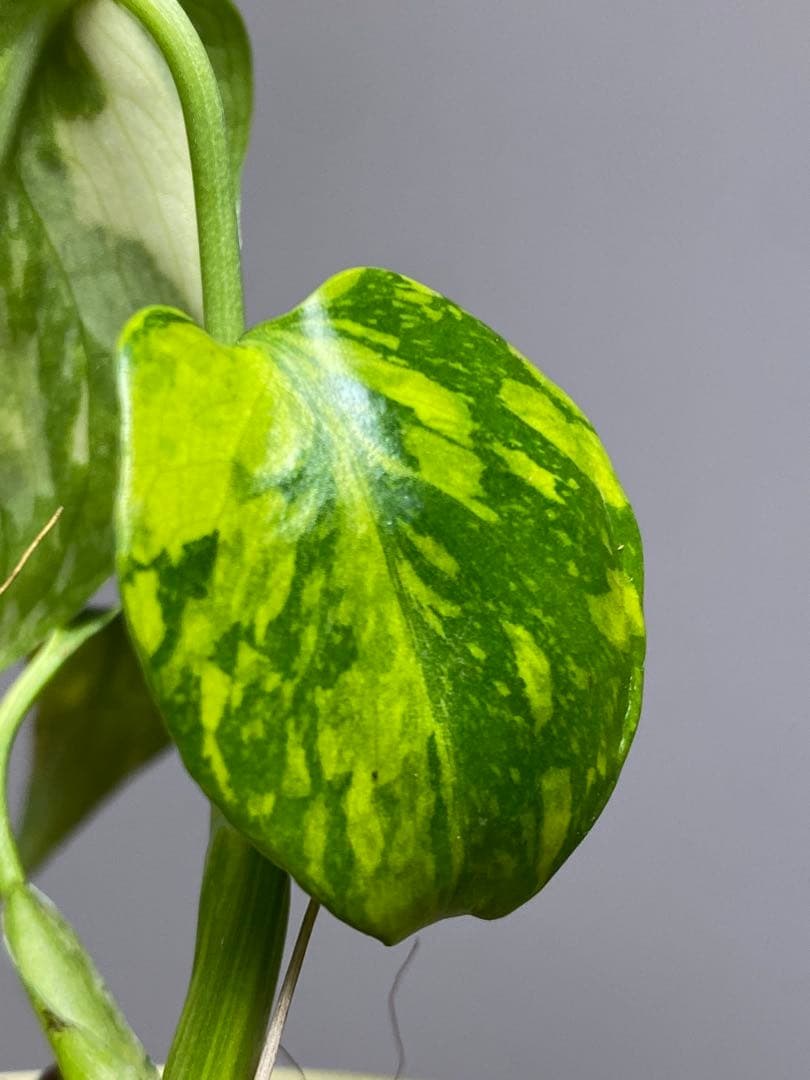 S*L様 ①【超希少‼️】モンステラ　エレクトロライト　斑入り　レア　人気　メル