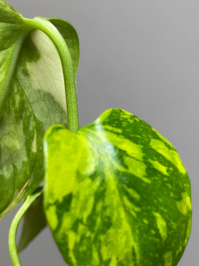 S*L様 ①【超希少‼️】モンステラ　エレクトロライト　斑入り　レア　人気　メル