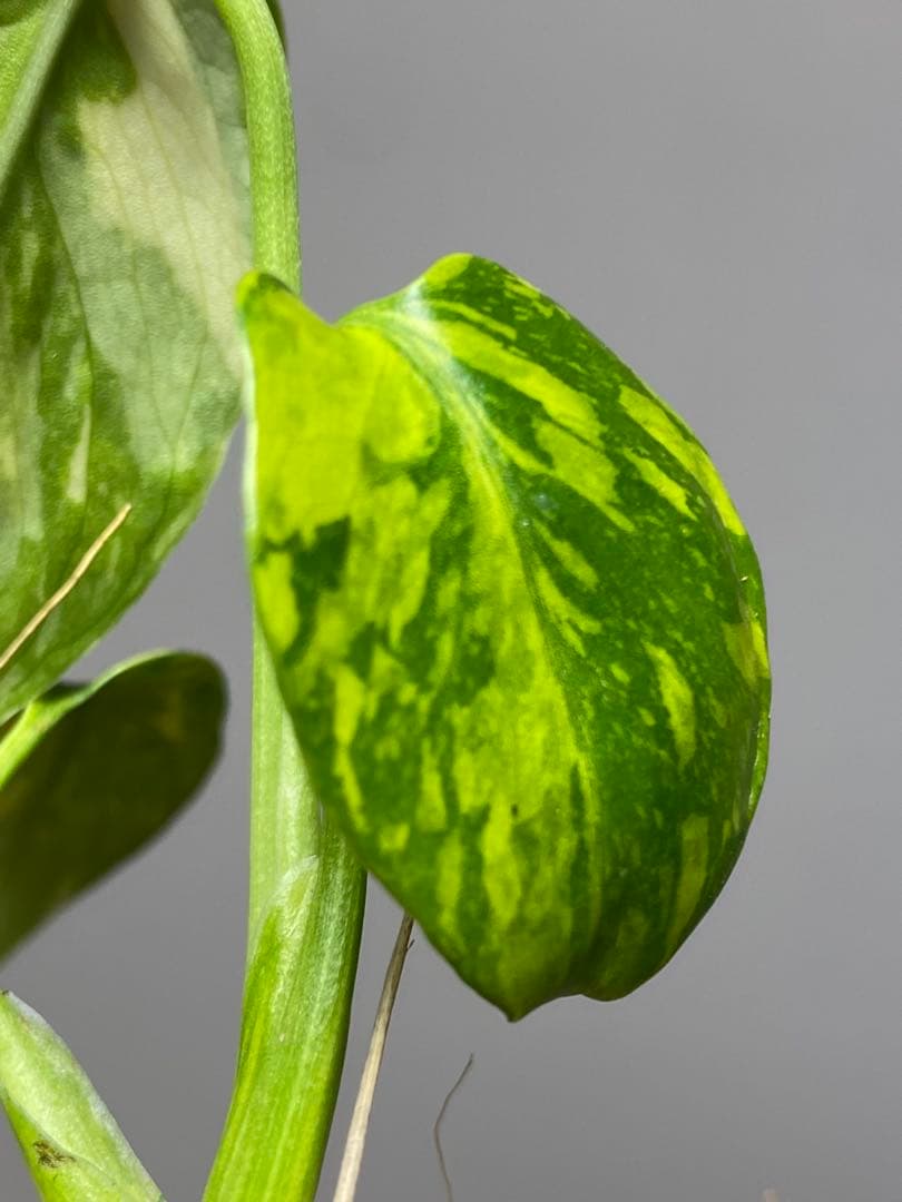 S*L様 ①【超希少‼️】モンステラ　エレクトロライト　斑入り　レア　人気　メル