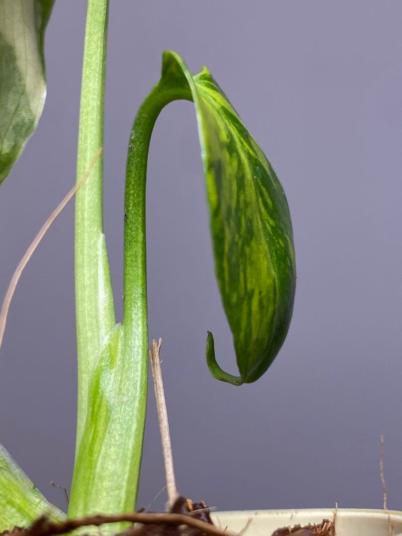 S*L様 ①【超希少‼️】モンステラ　エレクトロライト　斑入り　レア　人気　メル