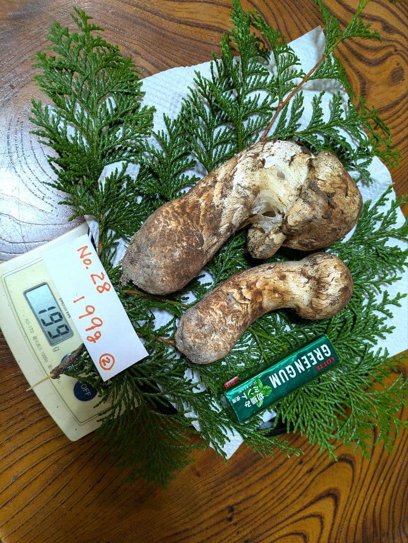 南信州★長野県産11月9日採れたて松茸199グラム2本-送料無料-28