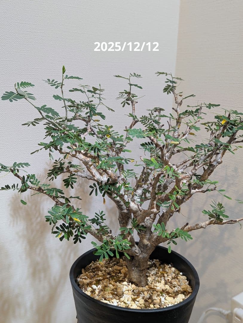 火*＠様 1/31までセール！センナ メリディオナリス　美株