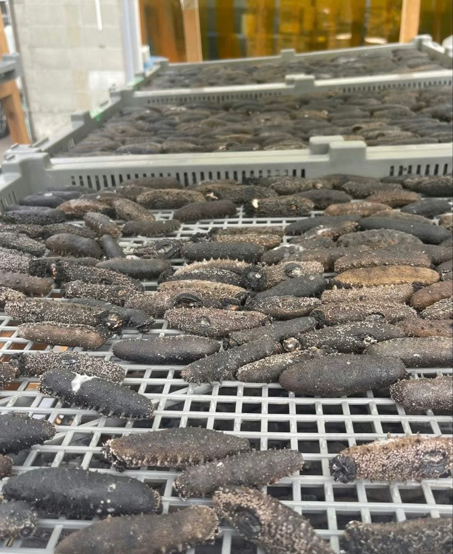 関西　乾燥ナマコ　海鼠　 Aランク　500g