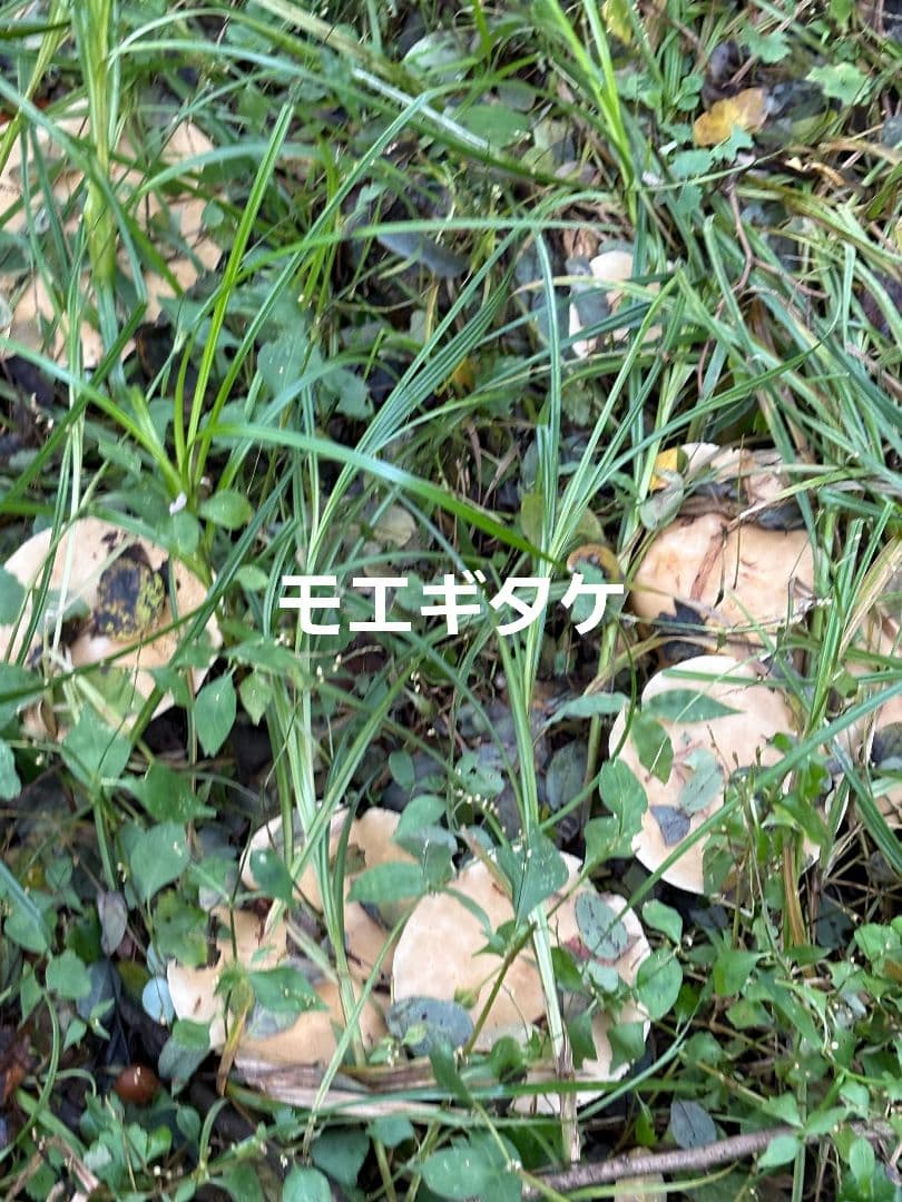 トマト様おまとめ専用です^^