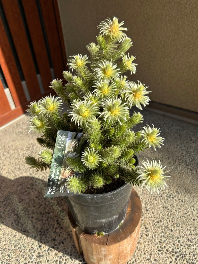 フィリカプベッセンスワフトフェザー7号①