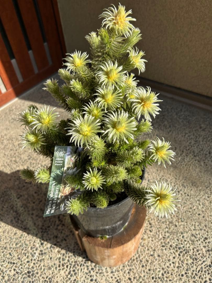 フィリカプベッセンスワフトフェザー7号①