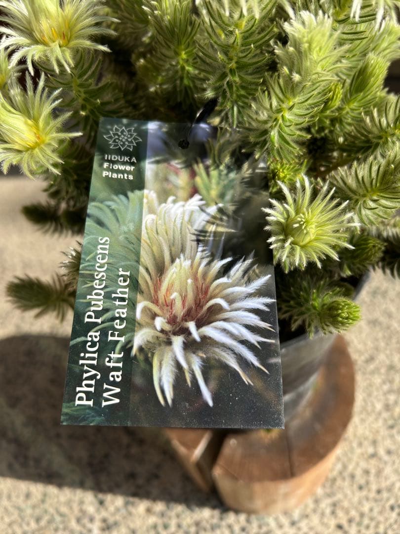 フィリカプベッセンスワフトフェザー7号①