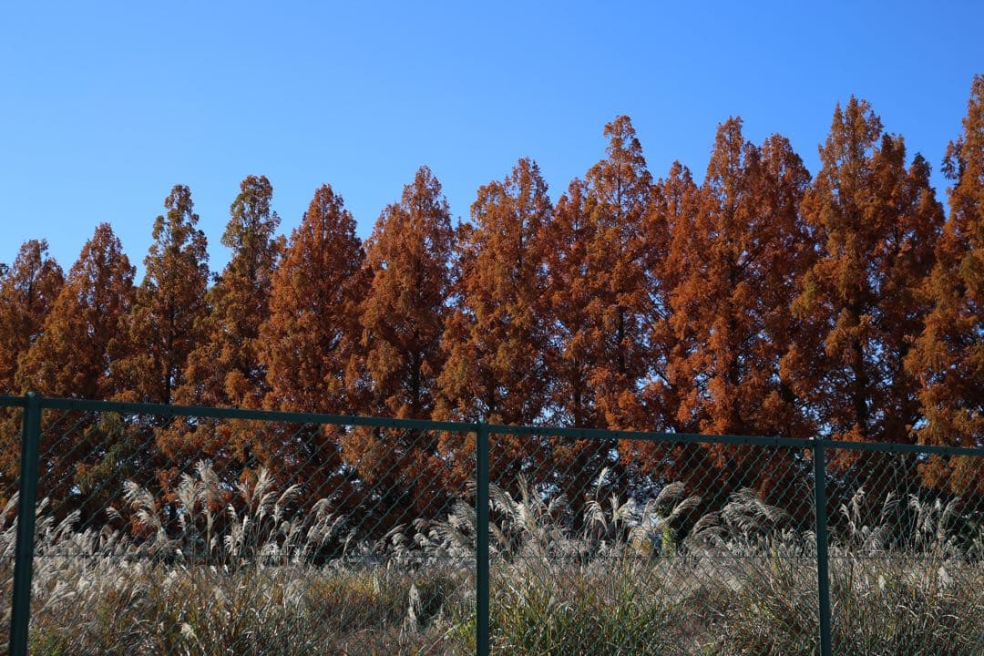 M*a様 SIGMA 24-60mm f/2.8 EX DG キャノン