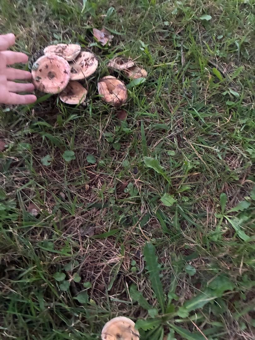 岩手県産　天然初茸　1100g