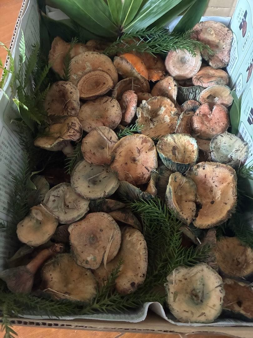 岩手県産　天然初茸　1100g