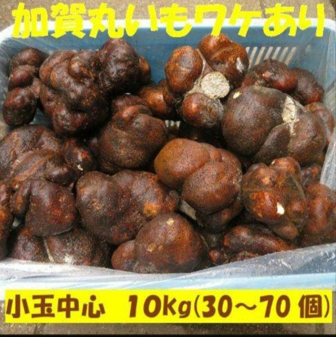業務用 最安値 石川県 加賀 丸いも ワケあり 小玉 10キロ (山芋)