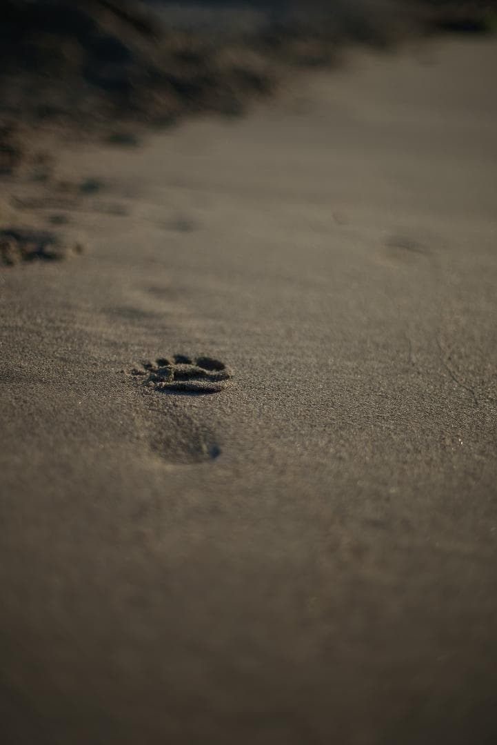 おおにし様　最初期モデル！標準の帝王 Planar 50mm F1.4 AEJ