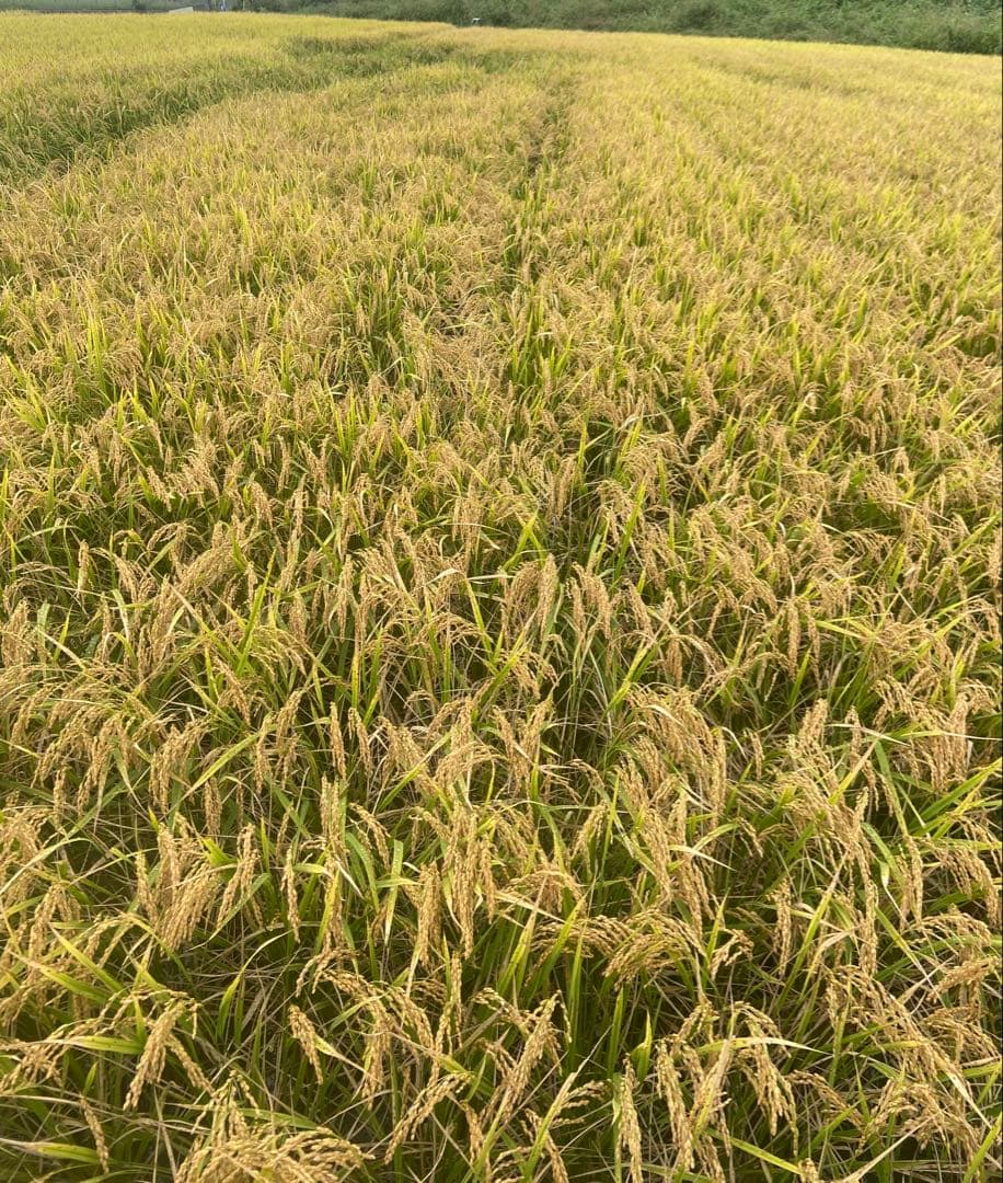 Natural farming 自然栽培玄米 知育 レッジョエミリア教育 食養生