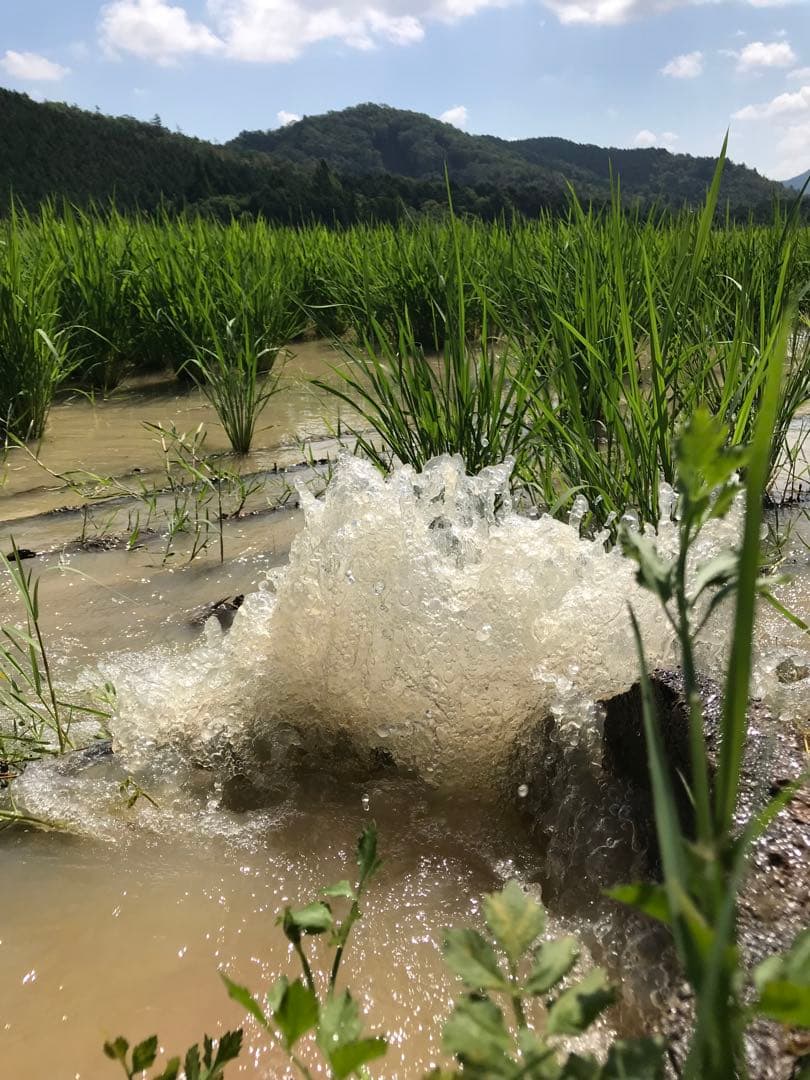 Natural farming 自然栽培玄米 知育 レッジョエミリア教育 食養生