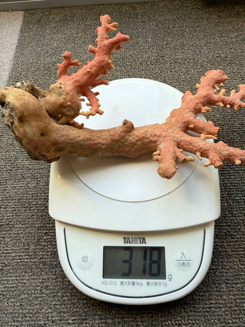 ピンクコーラル 置物 約30cm