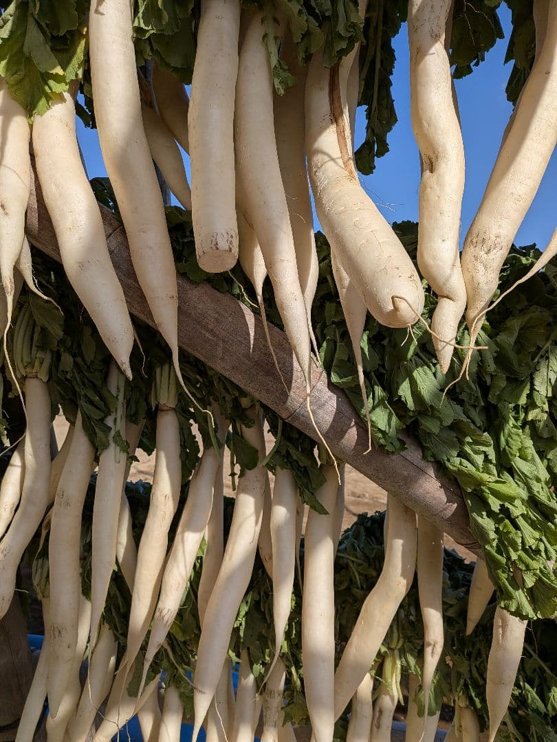 干し大根　細め小さめ　箱込み約20kg 恵　