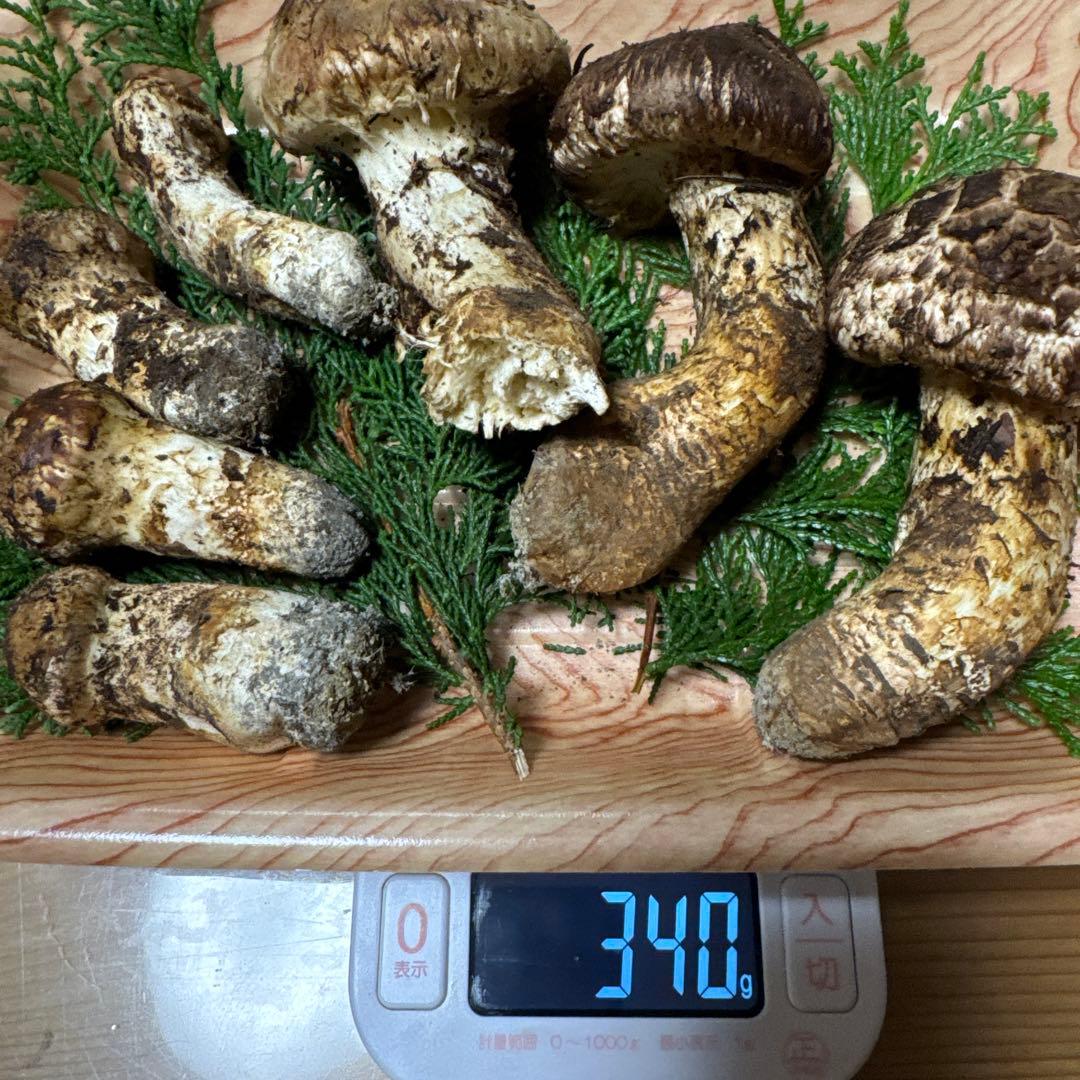 【クール送料込み！！】岐阜県産　松茸 340g※一部訳あり