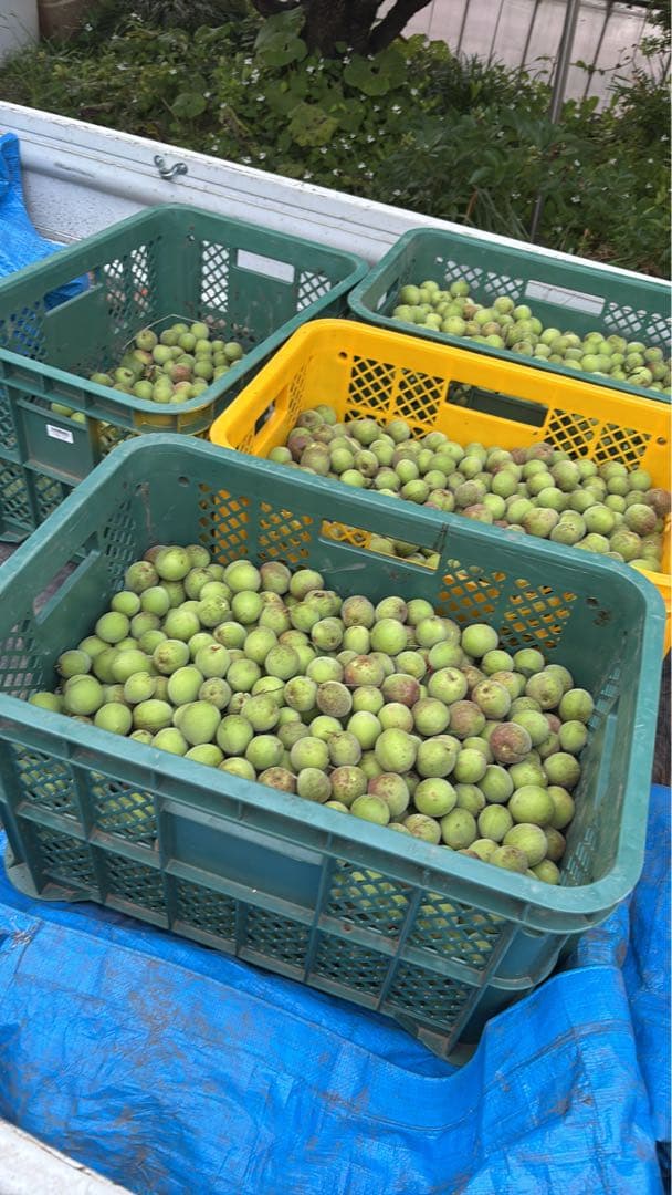 残り3個　訳あり　丸干し芋 生産農家だからできると〜てもお得‼️ な大箱売11kg