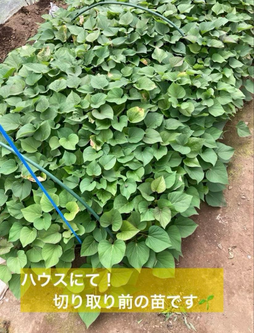 残り3個　訳あり　丸干し芋 生産農家だからできると〜てもお得‼️ な大箱売11kg