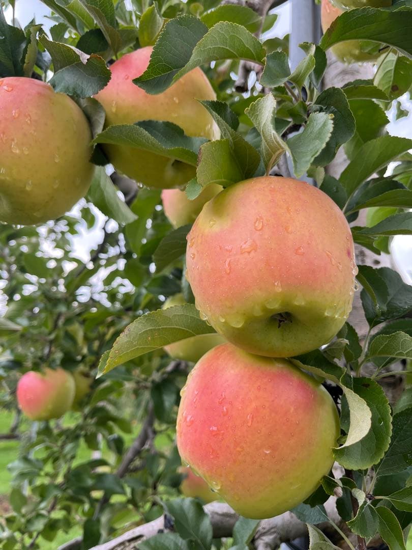 Rashineページ✨10kg