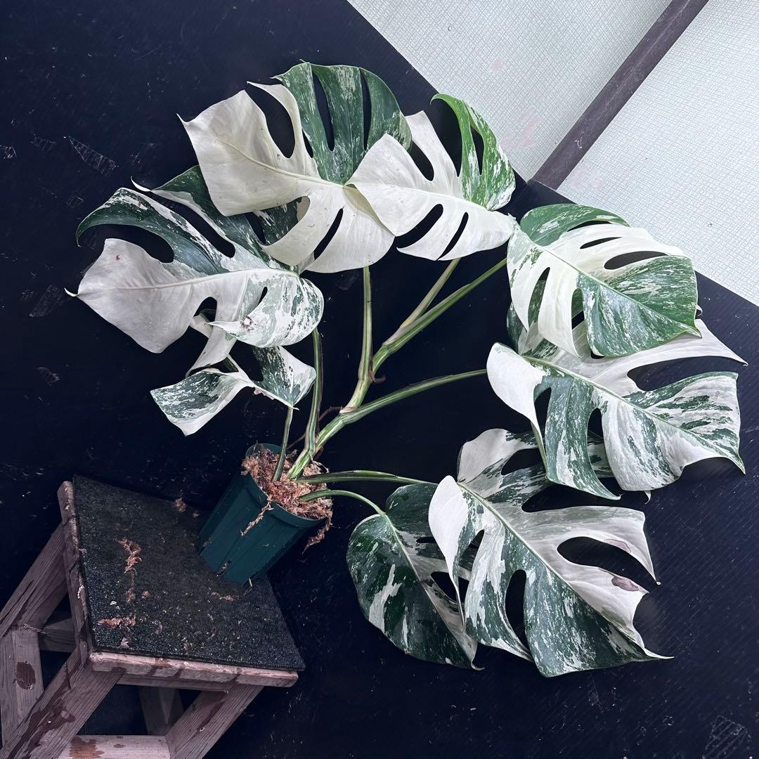 ミ*テ様 斑入りモンステラ ホワイトタイガー極美大株72cm白斑多
