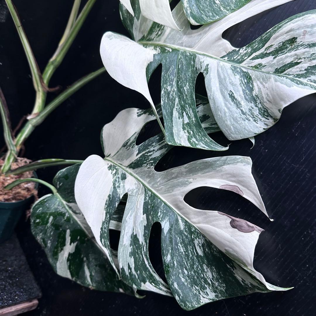 ミ*テ様 斑入りモンステラ ホワイトタイガー極美大株72cm白斑多