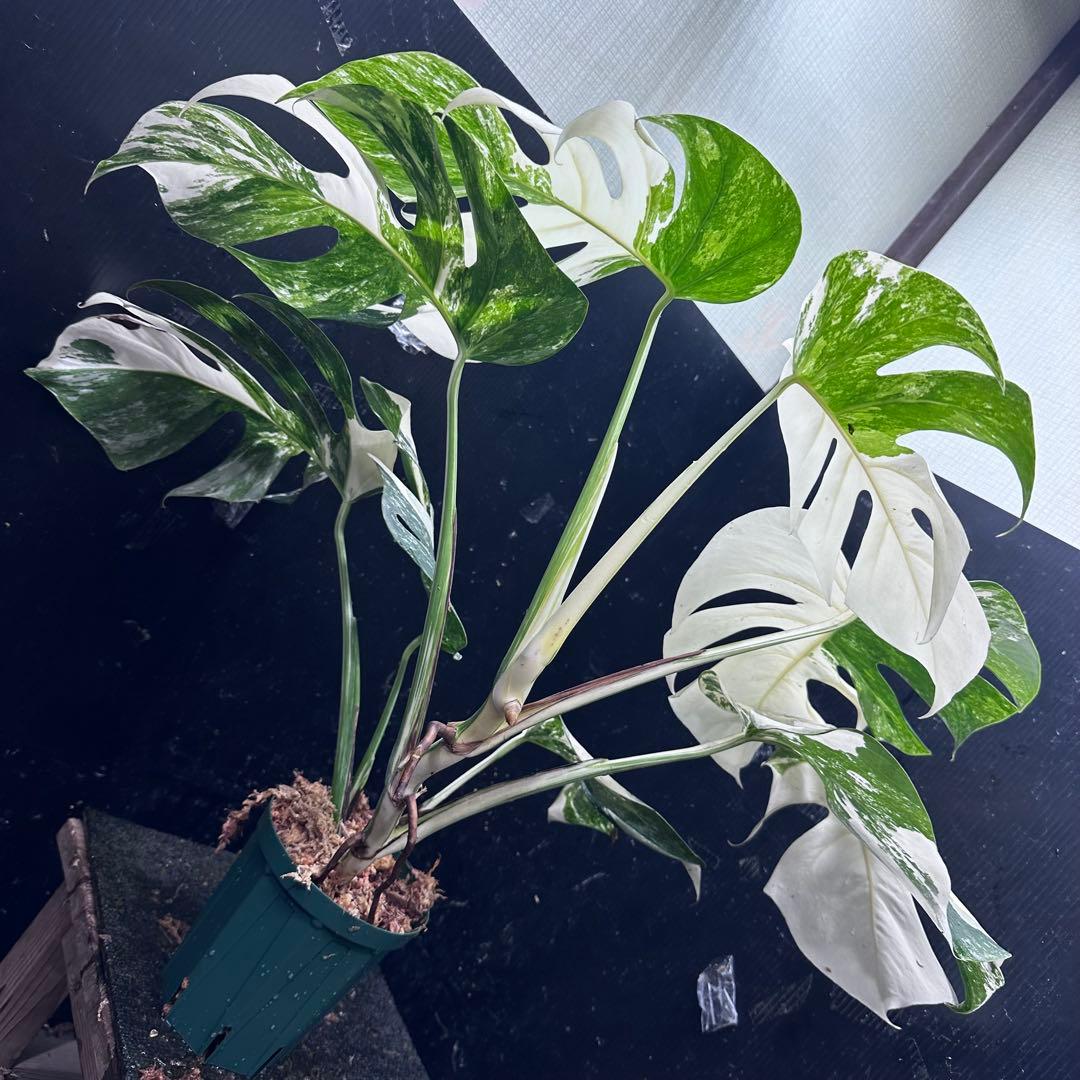 ミ*テ様 斑入りモンステラ ホワイトタイガー極美大株72cm白斑多