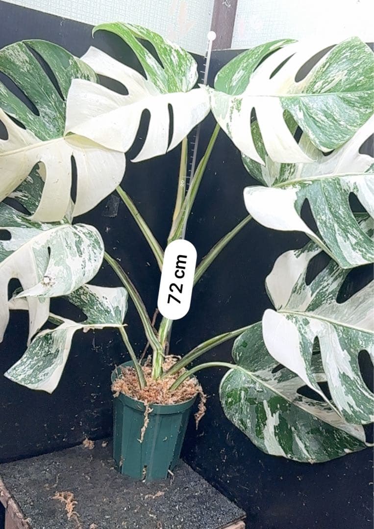 ミ*テ様 斑入りモンステラ ホワイトタイガー極美大株72cm白斑多