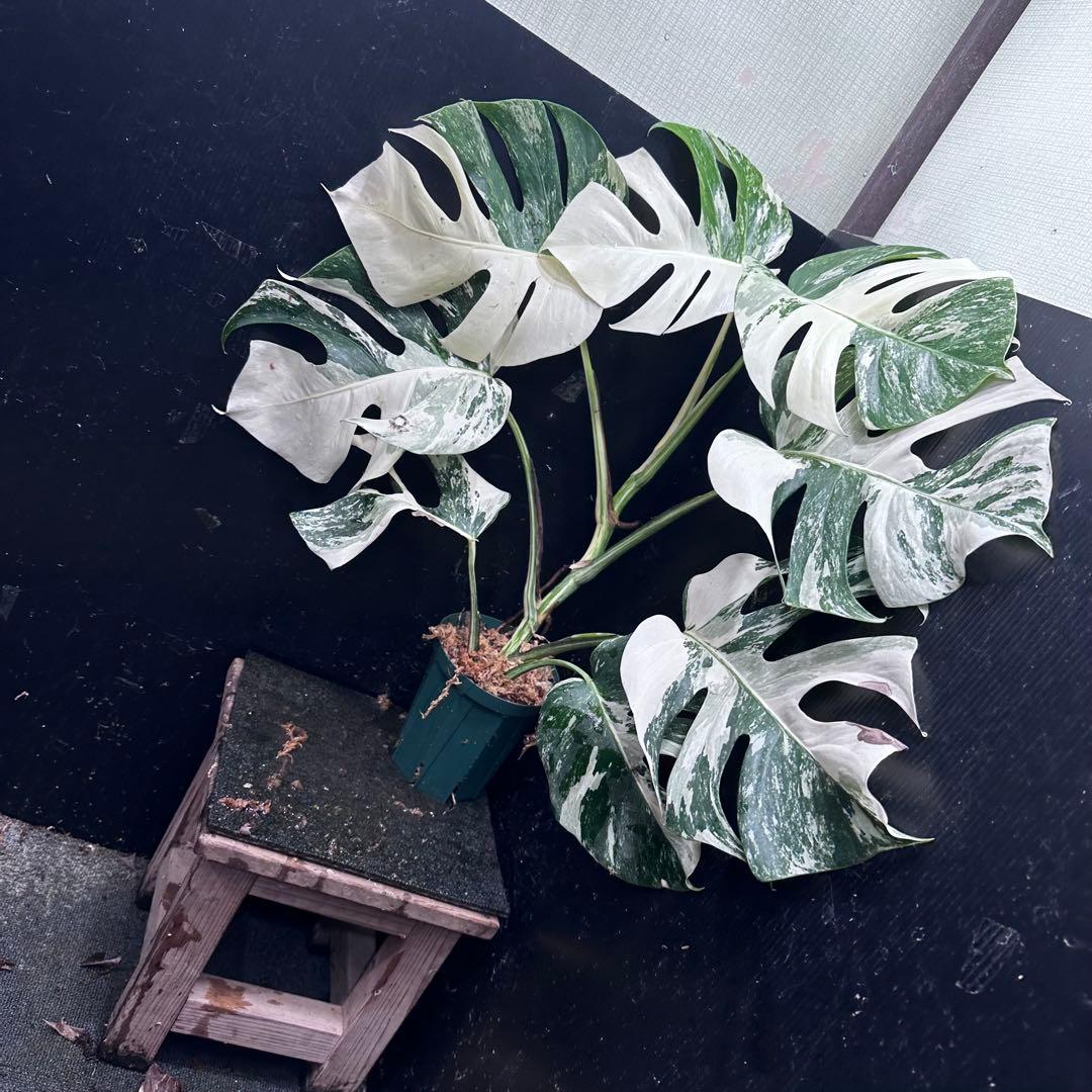 ミ*テ様 斑入りモンステラ ホワイトタイガー極美大株72cm白斑多