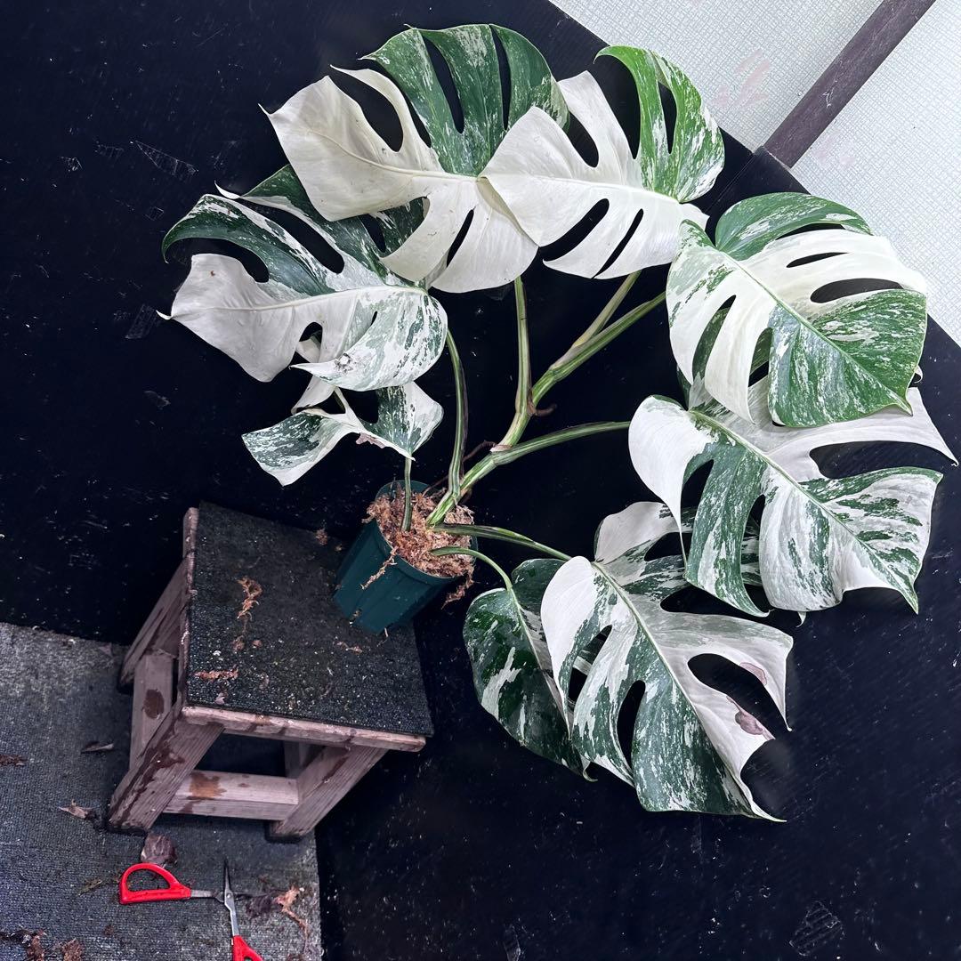 ミ*テ様 斑入りモンステラ ホワイトタイガー極美大株72cm白斑多