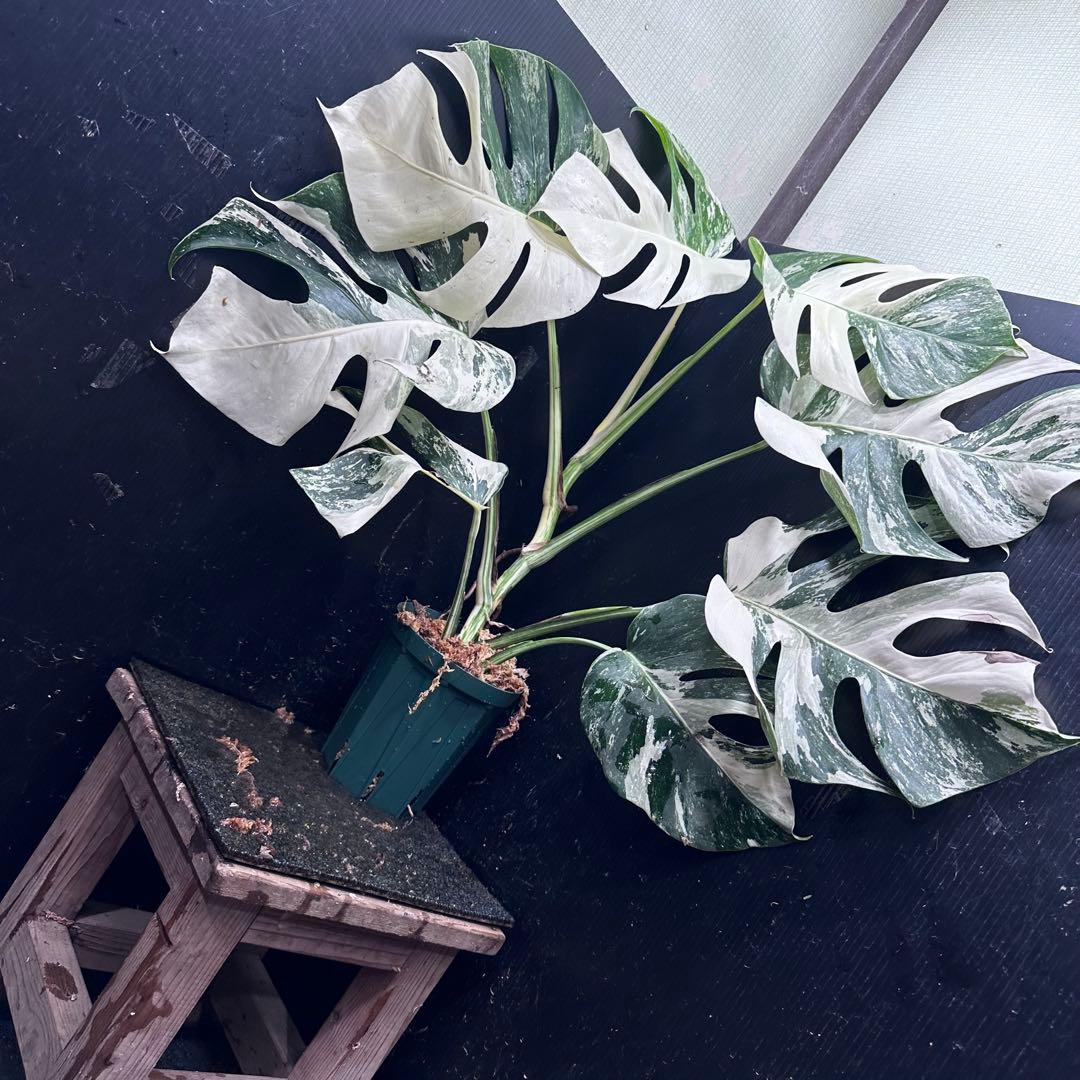 ミ*テ様 斑入りモンステラ ホワイトタイガー極美大株72cm白斑多