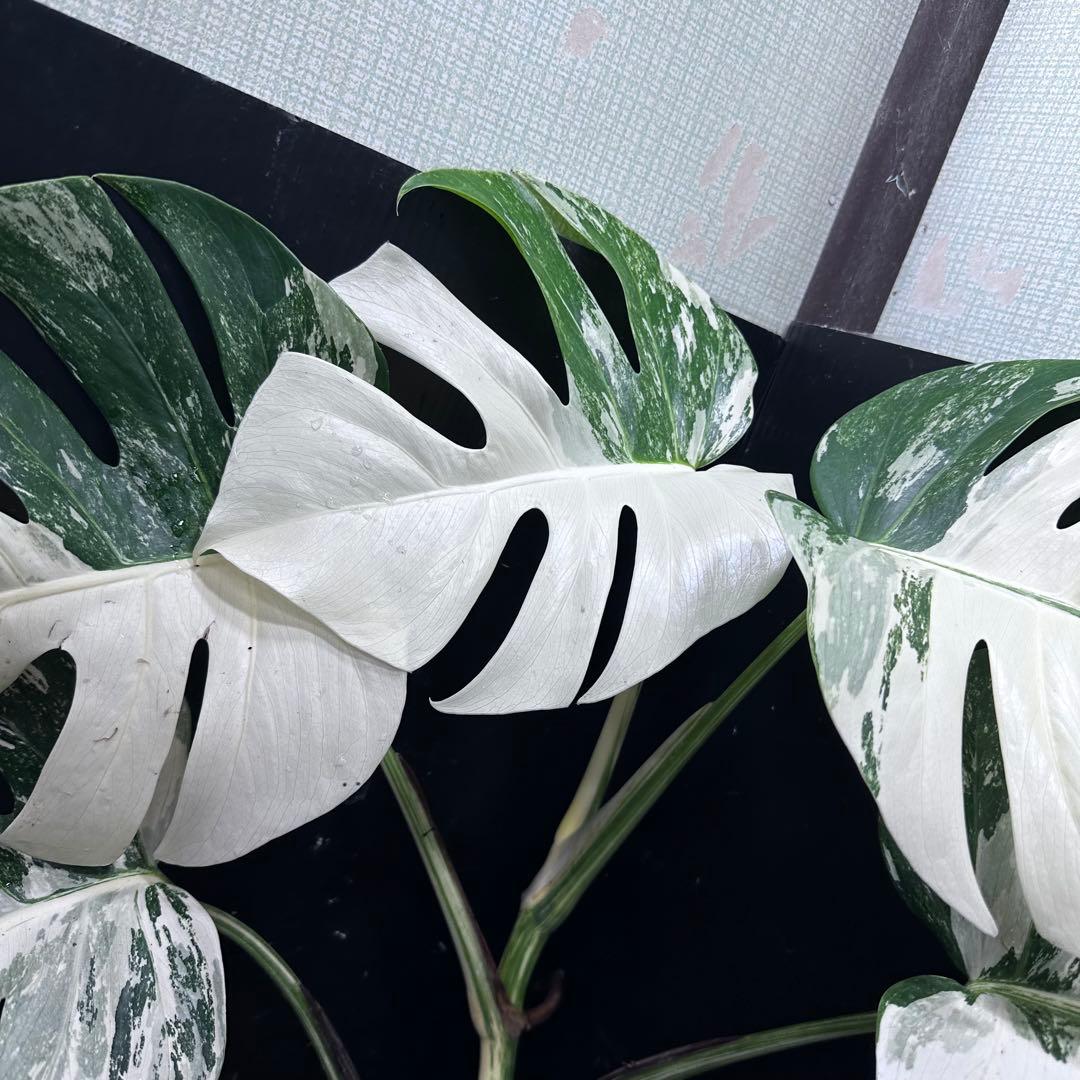 ミ*テ様 斑入りモンステラ ホワイトタイガー極美大株72cm白斑多