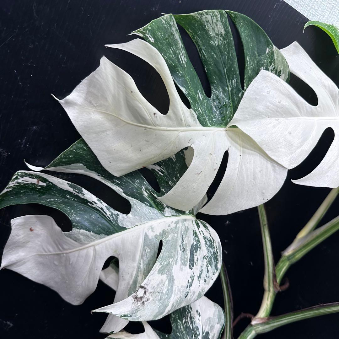 ミ*テ様 斑入りモンステラ ホワイトタイガー極美大株72cm白斑多