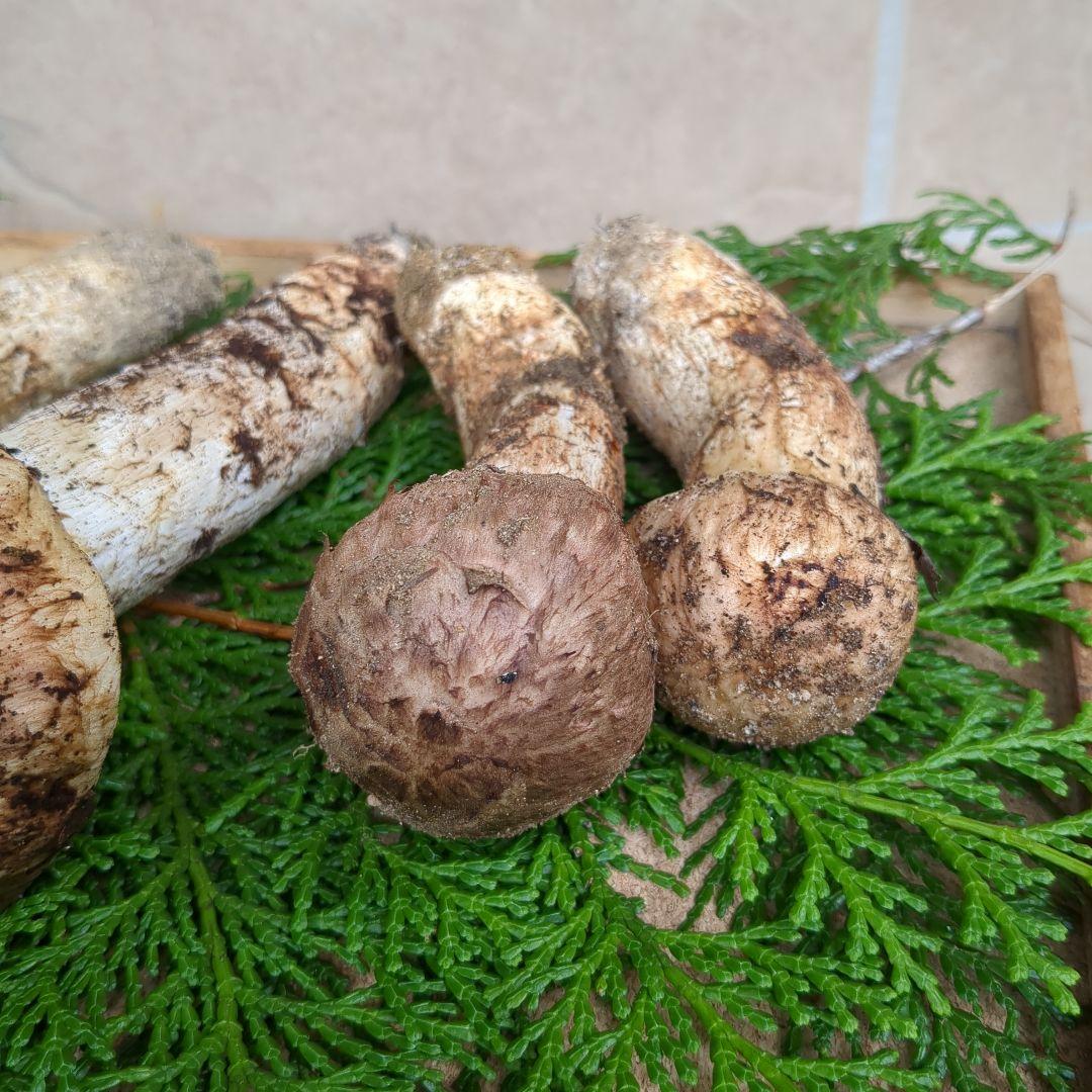 あだむす 信州産松茸 約300g