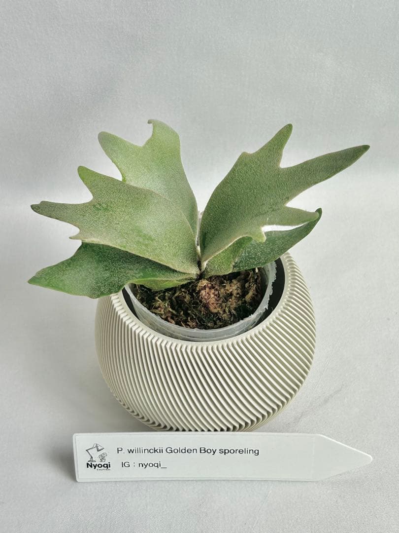 【メルカリ便】P. wilinckii Golden Boy spore【17】