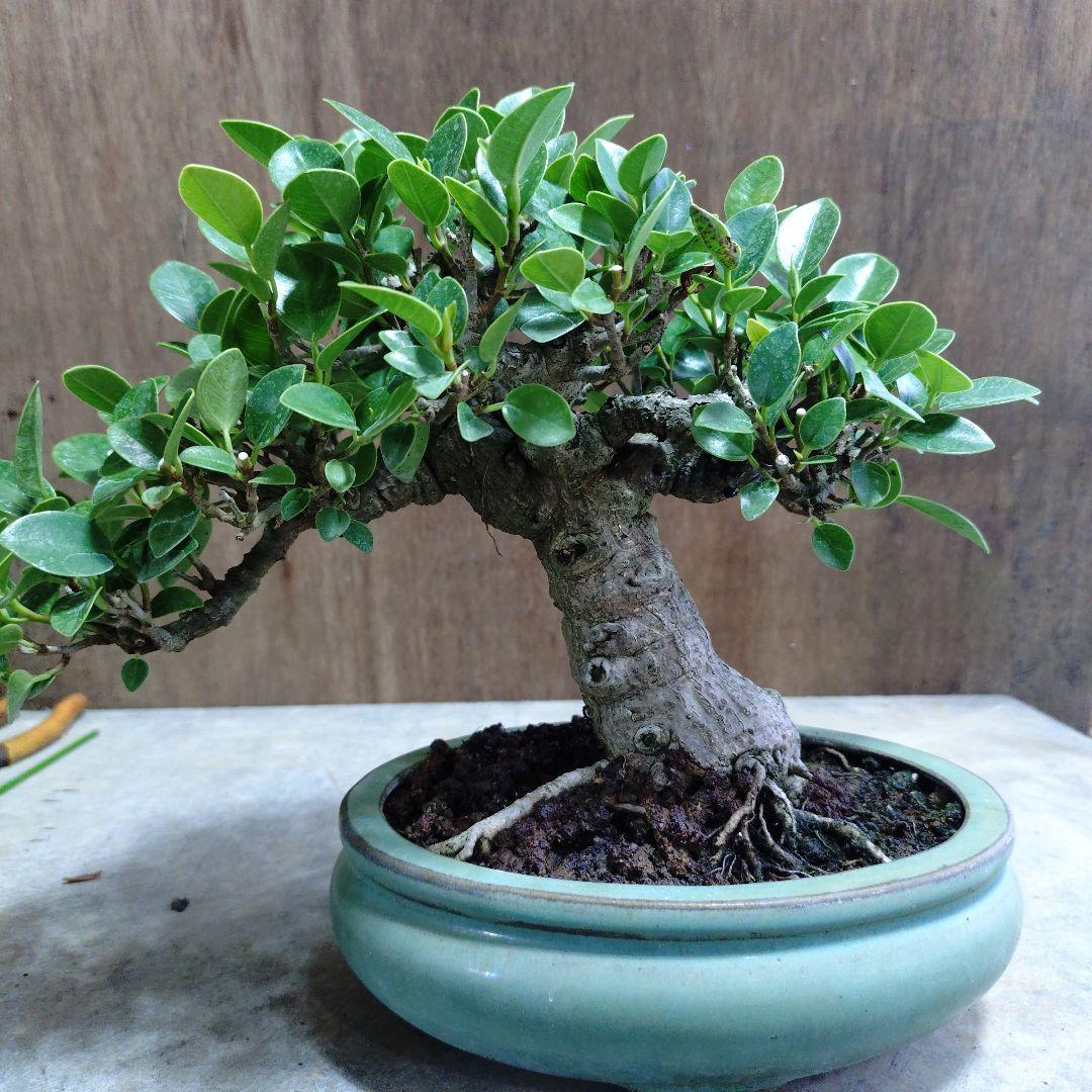 ガジュマル　誠様専門