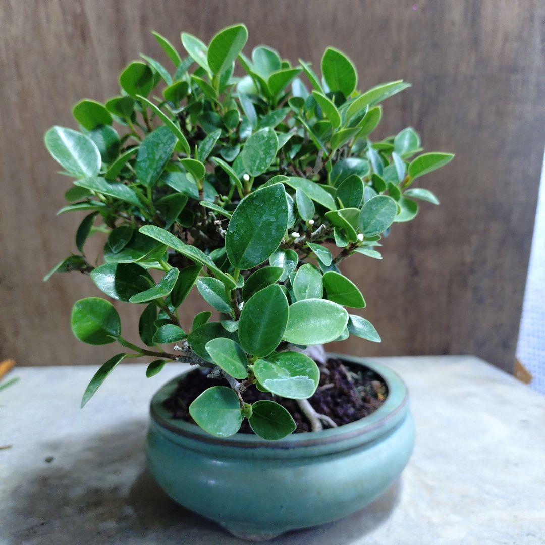 ガジュマル　誠様専門