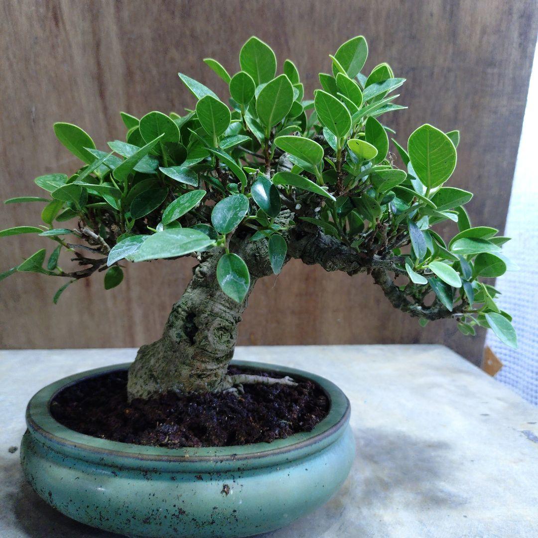 ガジュマル　誠様専門