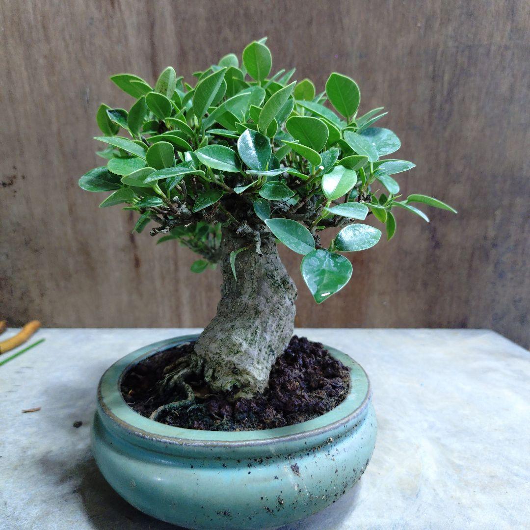 ガジュマル　誠様専門