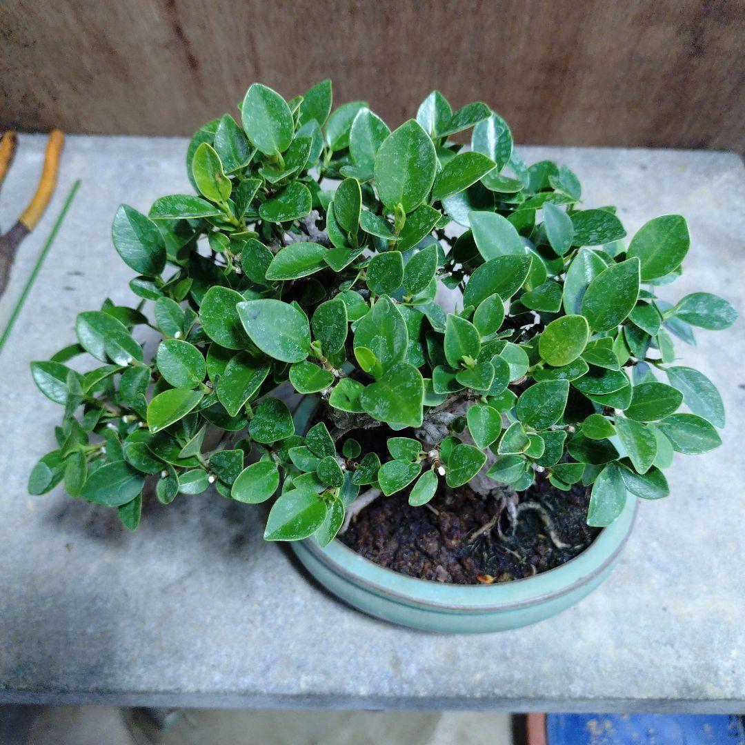 ガジュマル　誠様専門