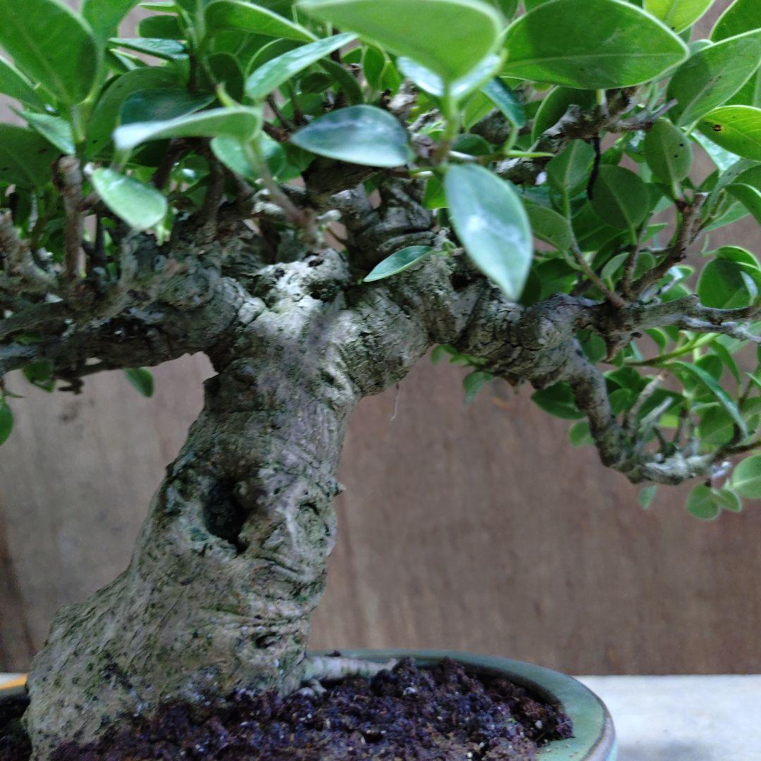 ガジュマル　誠様専門